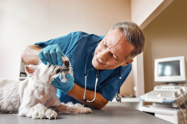 Best Weekend Emergency Dentist in Oxoboxo River, CT
